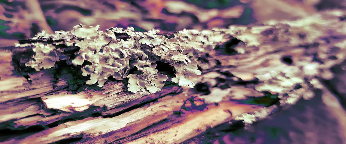 Fungi on a log