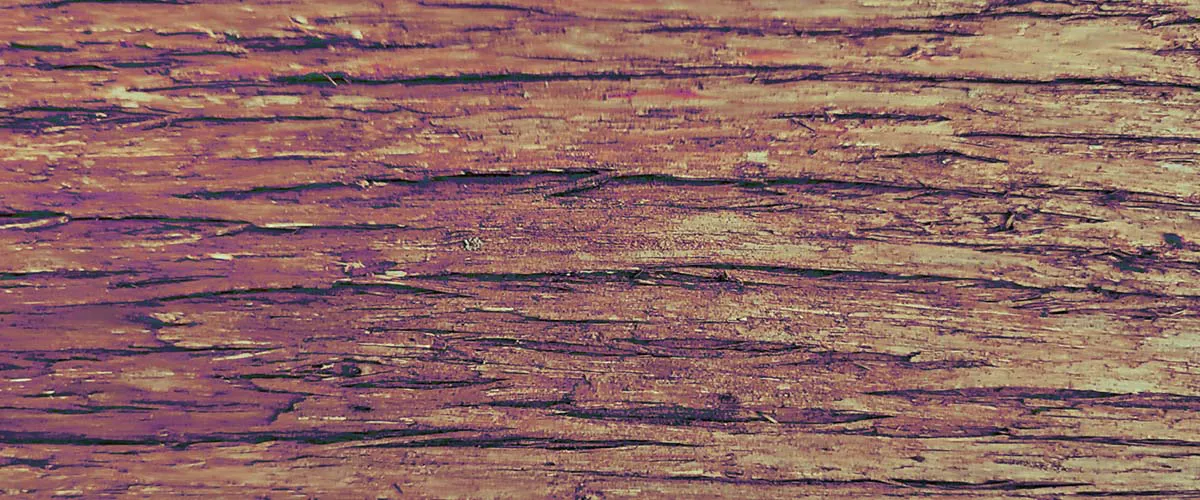 Funky tree bark