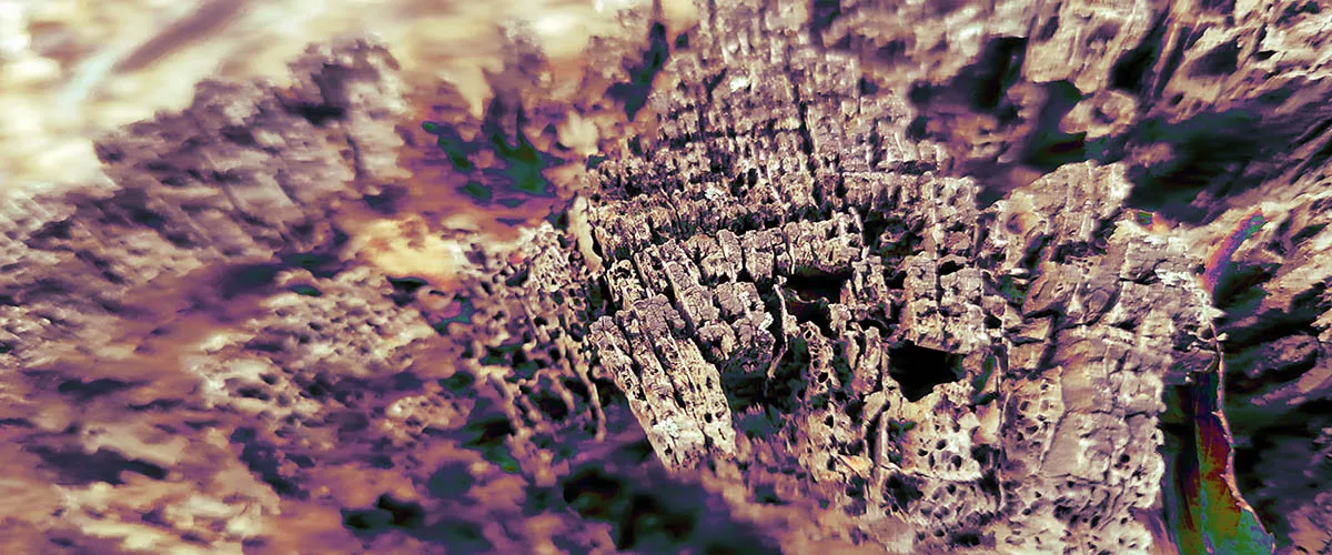 Trippy tree stump
